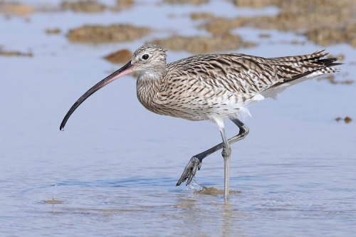 ������� ��������